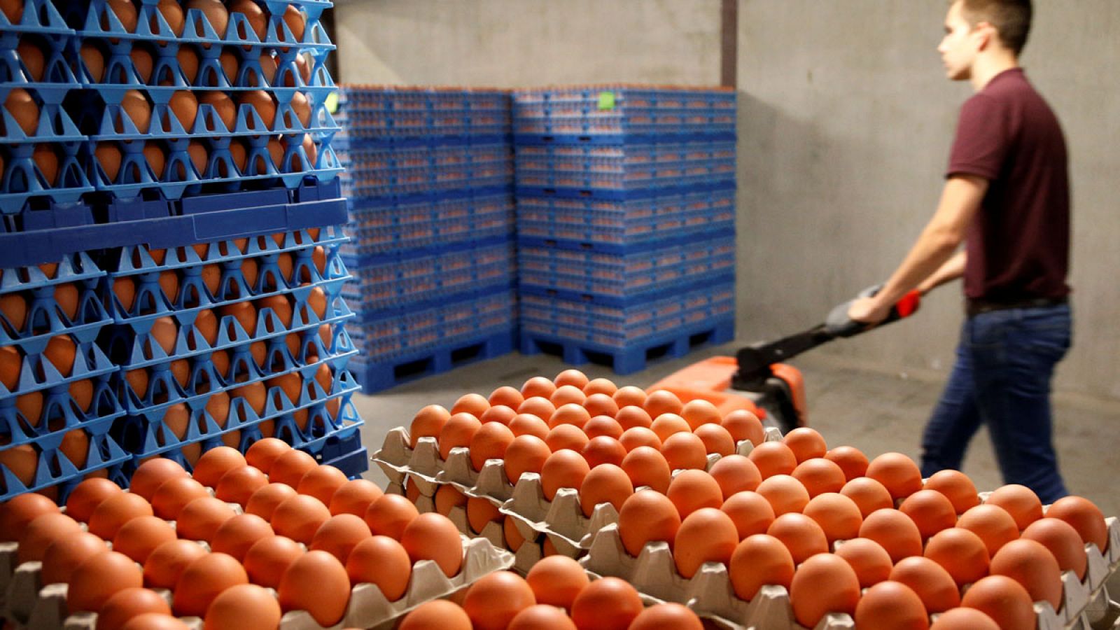 Huevos en una granja en Wotel, Bélgica.