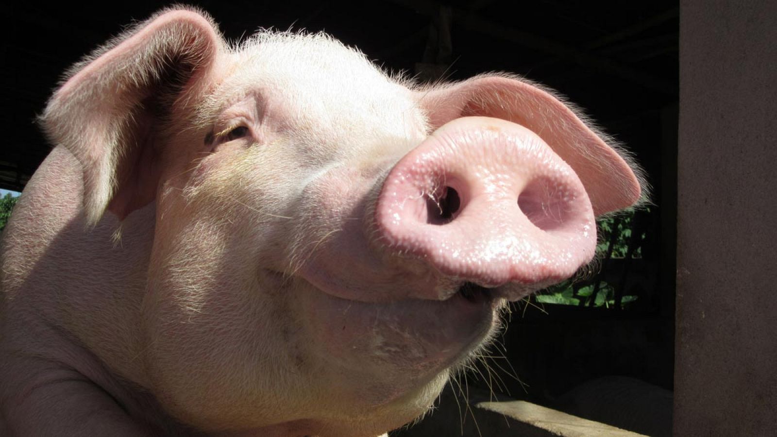 Los científicos llevan años investigando la posibilidad de utilizar órganos de cerdos en seres humanos por la compatibilidad entre los organismos de ambos.