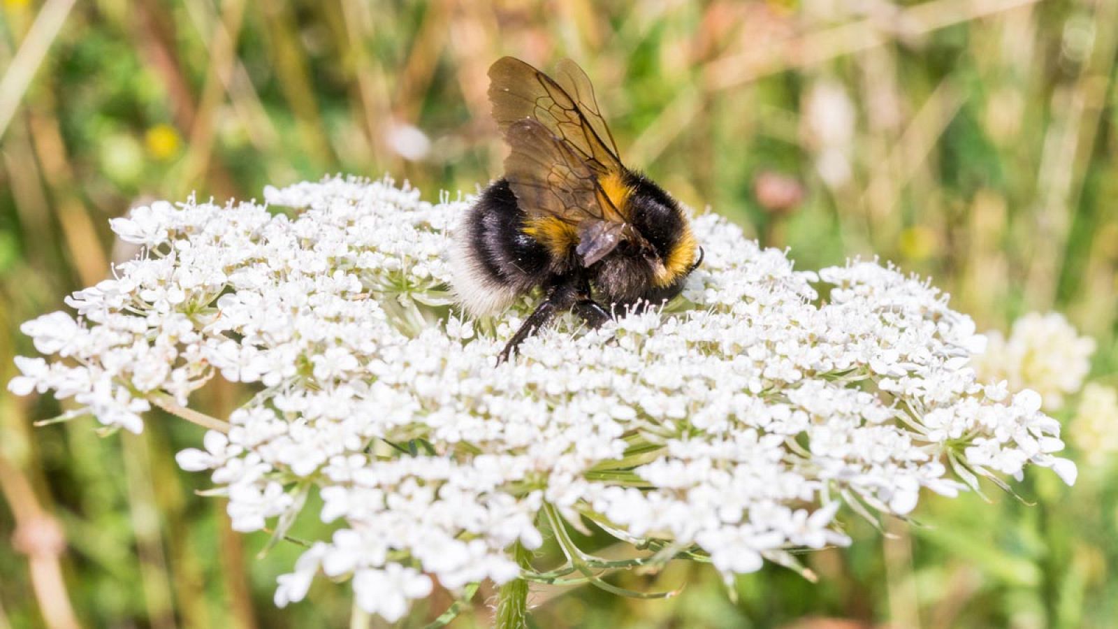 El insecticida tiametoxam reduce las posibilidades en un 26% de que las reinas de abejorros comiencen una nueva colonia.