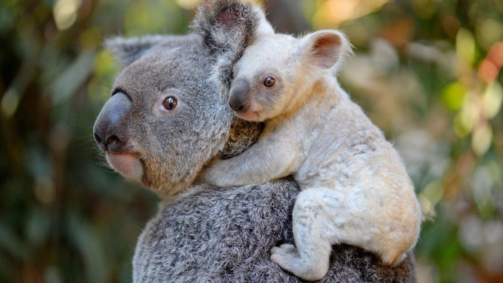 La pequeña koala junto a su madre, Tia.