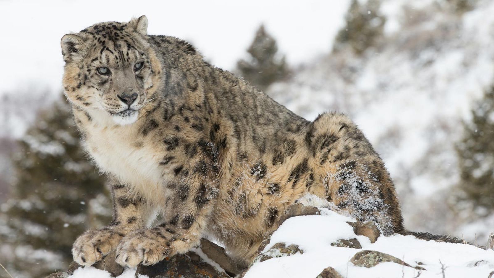 El leopardo de las nieves vive en las cabeceras de los ríos de once países asiáticos.