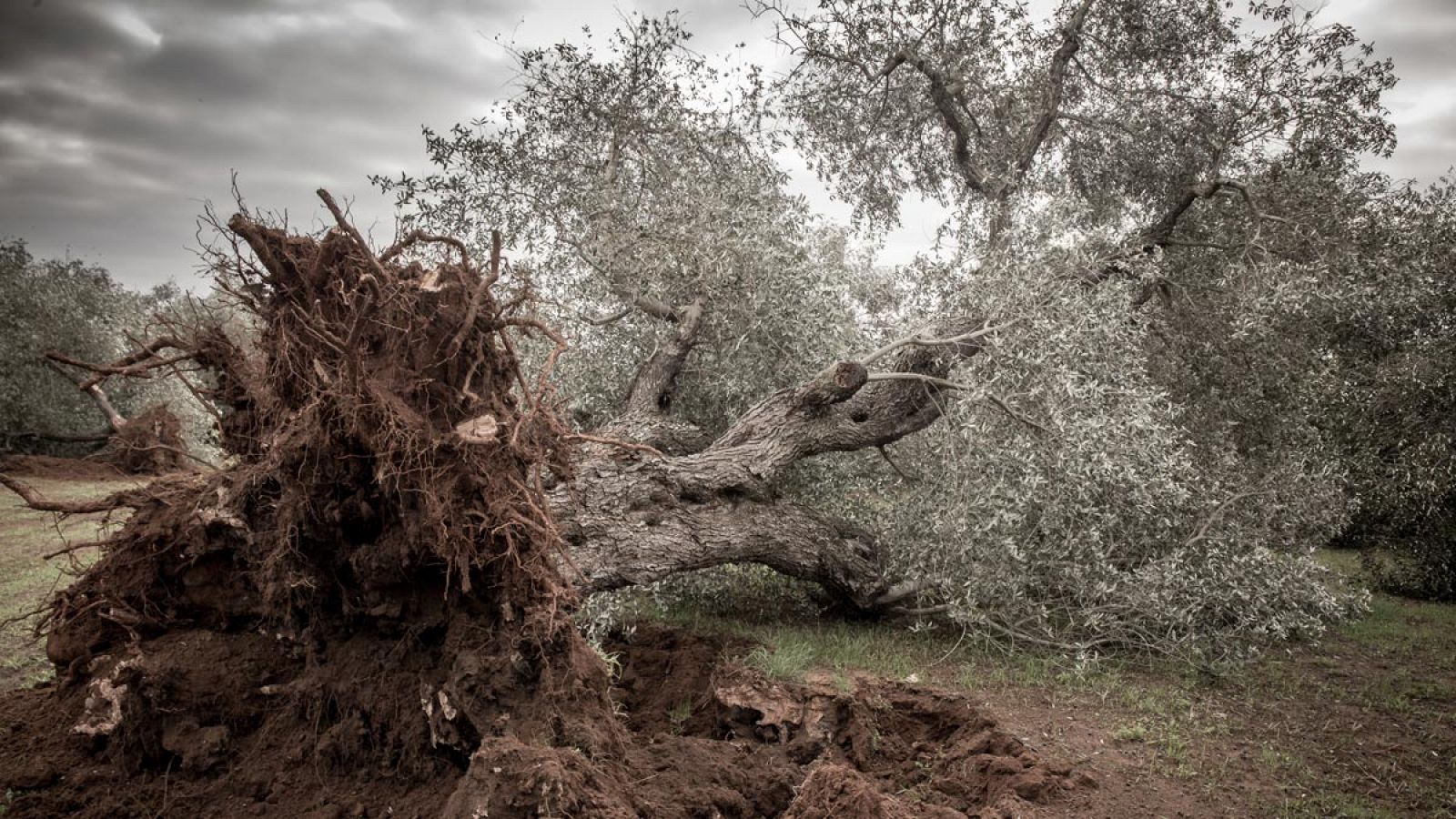 Olivo arrancado en la región italiana de Apulia, donde Xylella fastidiosa ha obligado a erradicar más de un millón de estos árboles.
