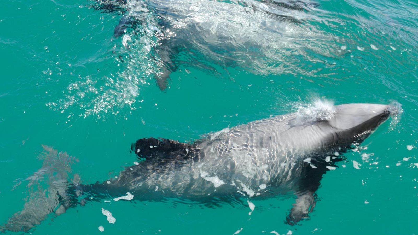 Delfín de Héctor o delfín de cabeza blanca (Cephalorhynchus hectori).