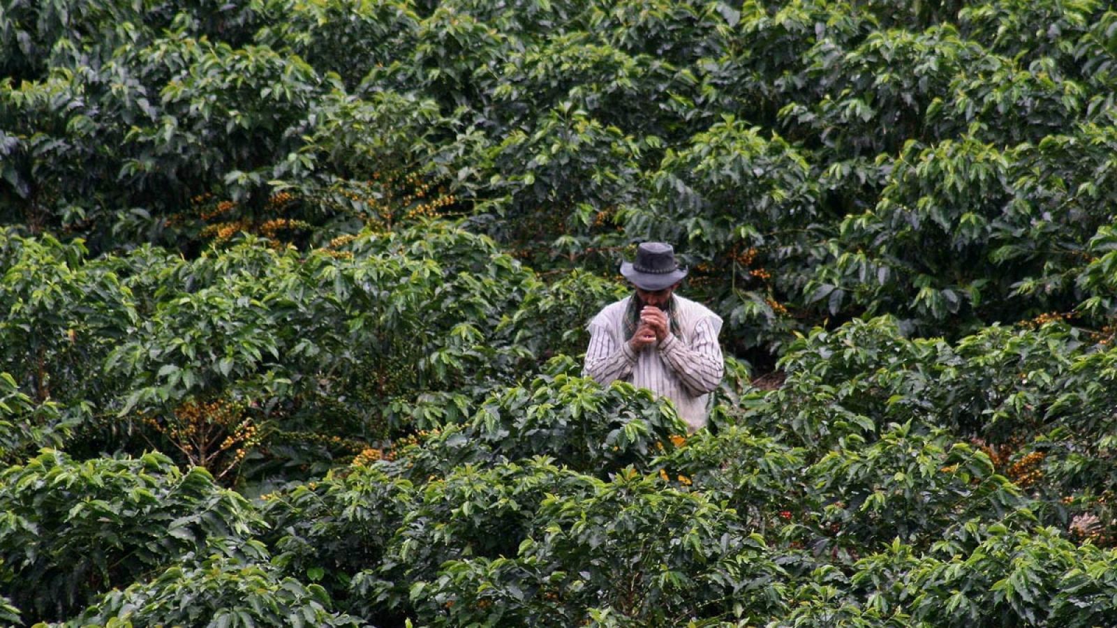 Un agricultor colombiano toma un descanso en un cafetal de Chinchiná, departamento de Caldas.