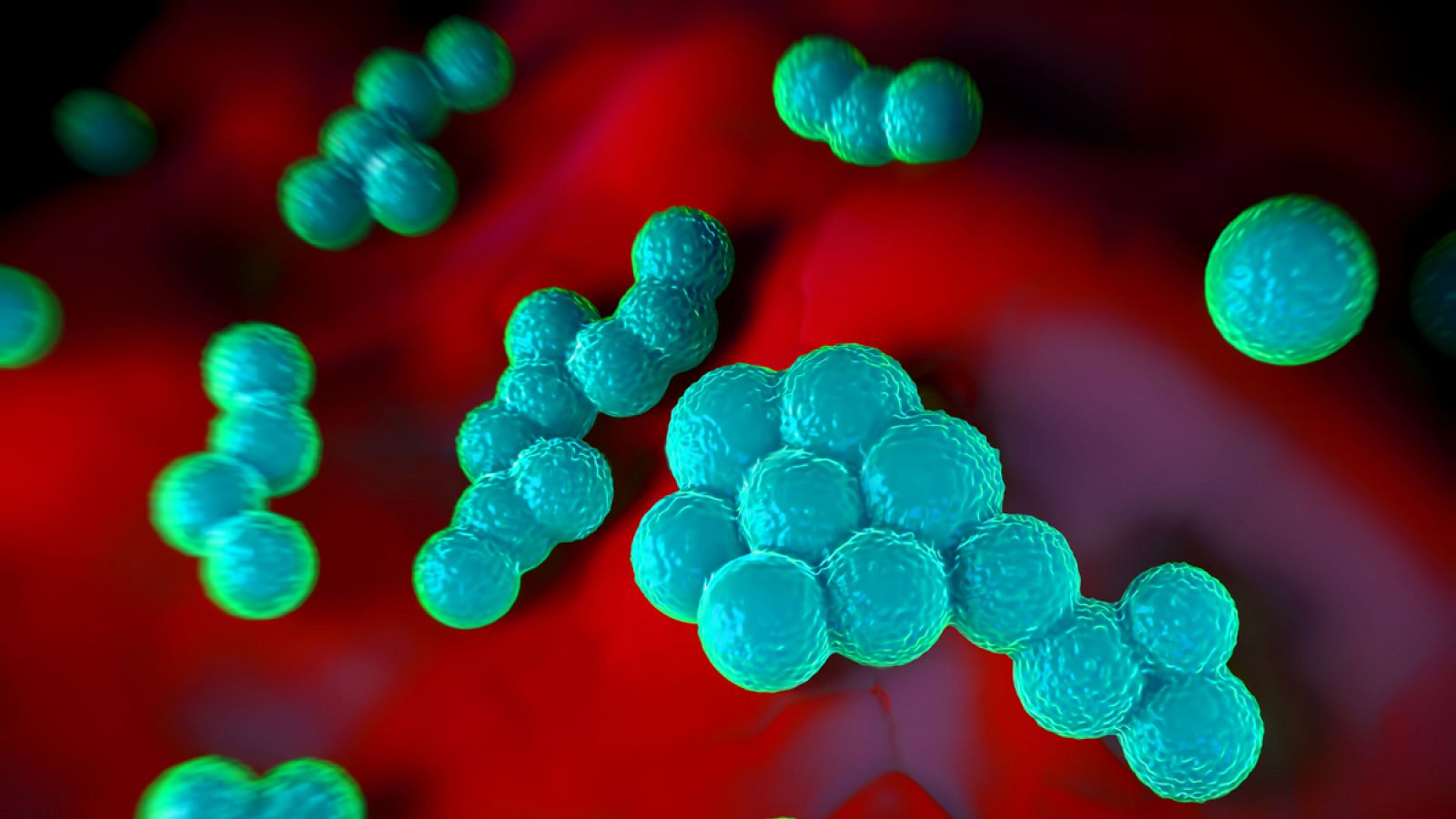 Imagen de una bacteria Staphylococcus aureus