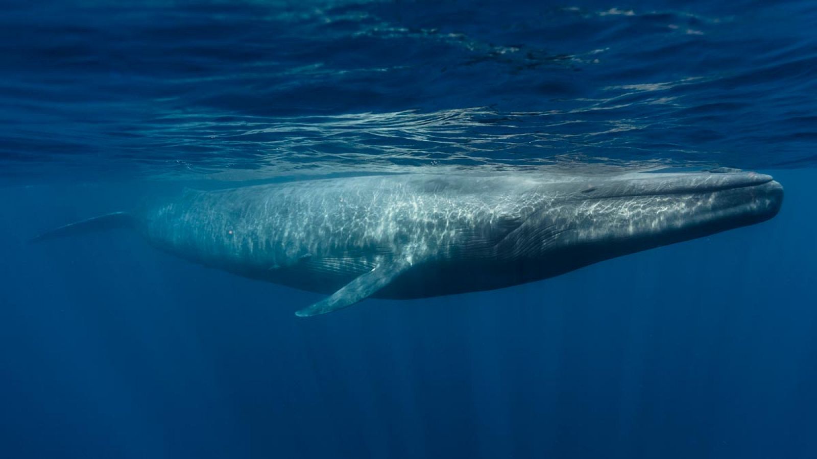 Imagen de archivo de un ejemplar de ballena azul (Balaenoptera musculus).