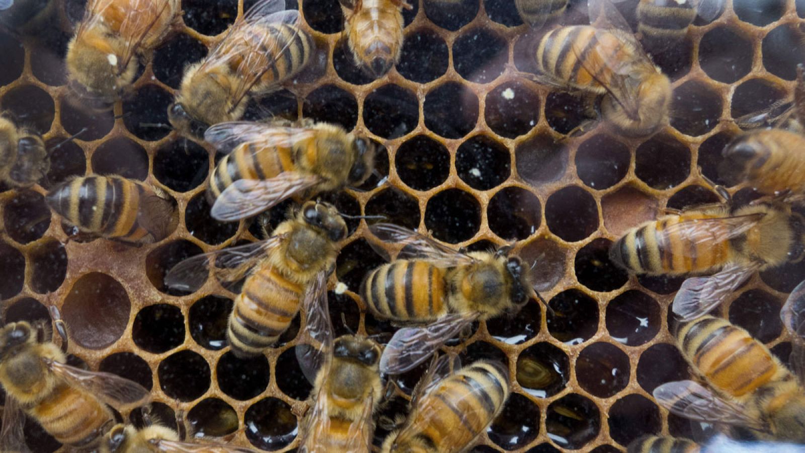 Imagen de abejas en una colmena.