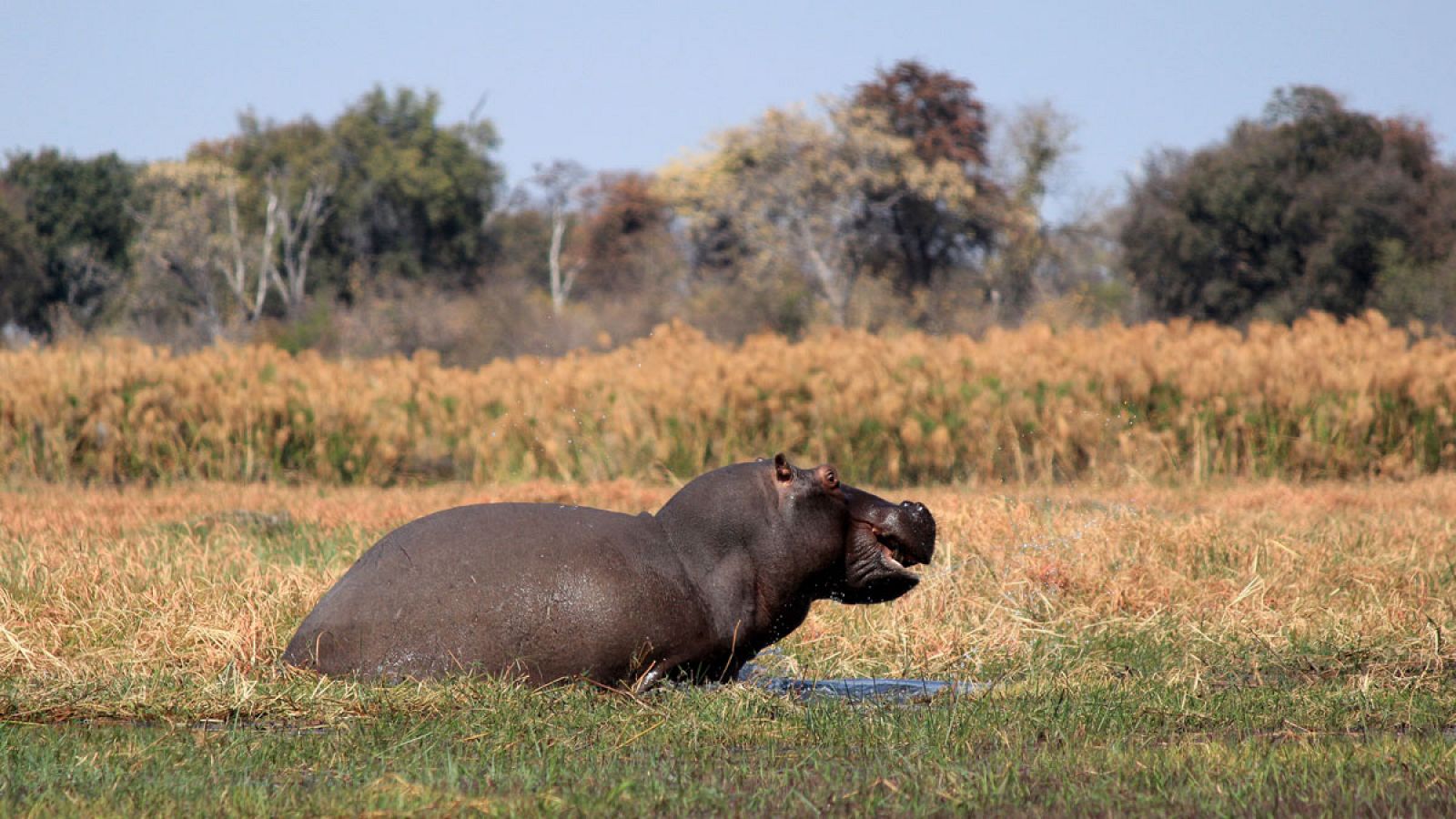 Un hipópotamo en Namibia