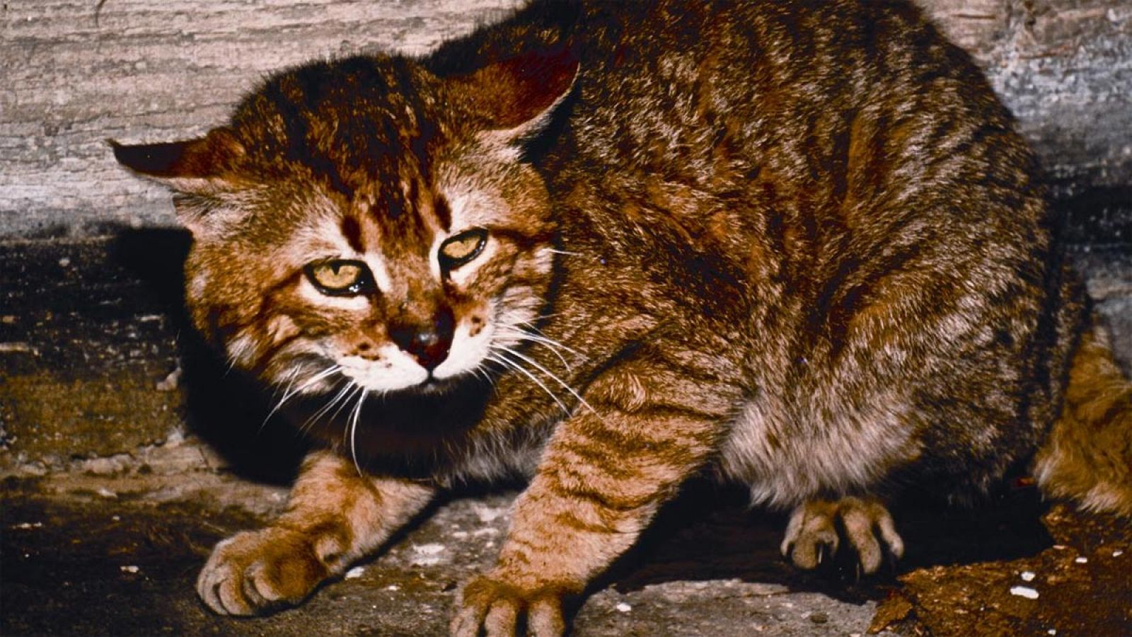 Imagen de archivo de un ejemplar de la especie Felis silvestris cretensis.