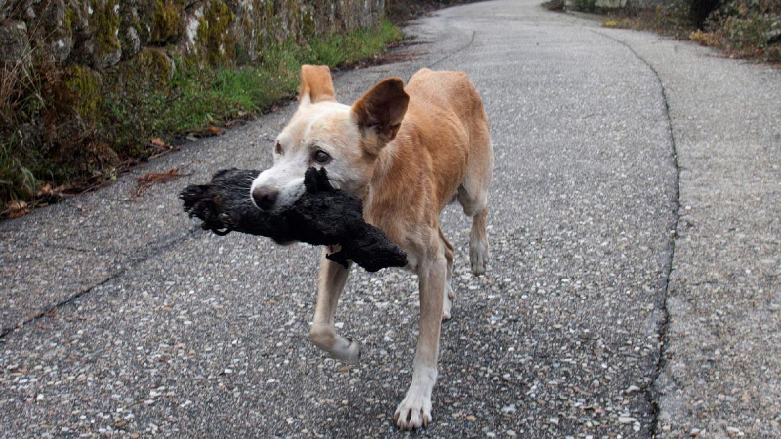 Una perrita lleva en la boca el cadáver de su cría calcinado en el incendio forestal producido de la aldea de Chandebrito en Nigrán (Pontevedra).