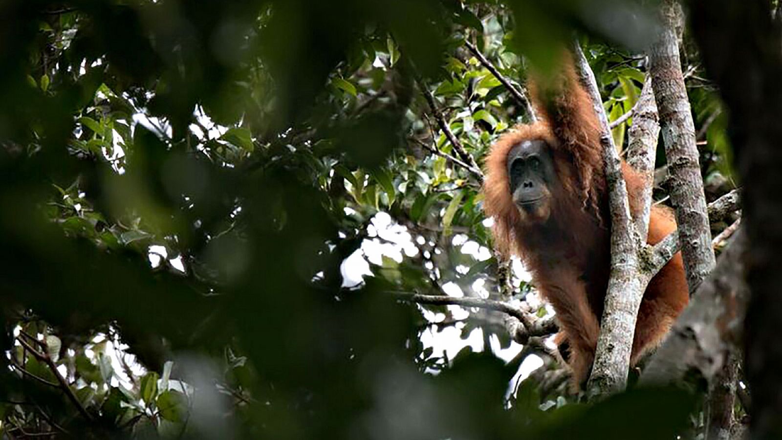 Un orangután de Tapanuli, la nueva especie descubierta en la isla de Sumatra