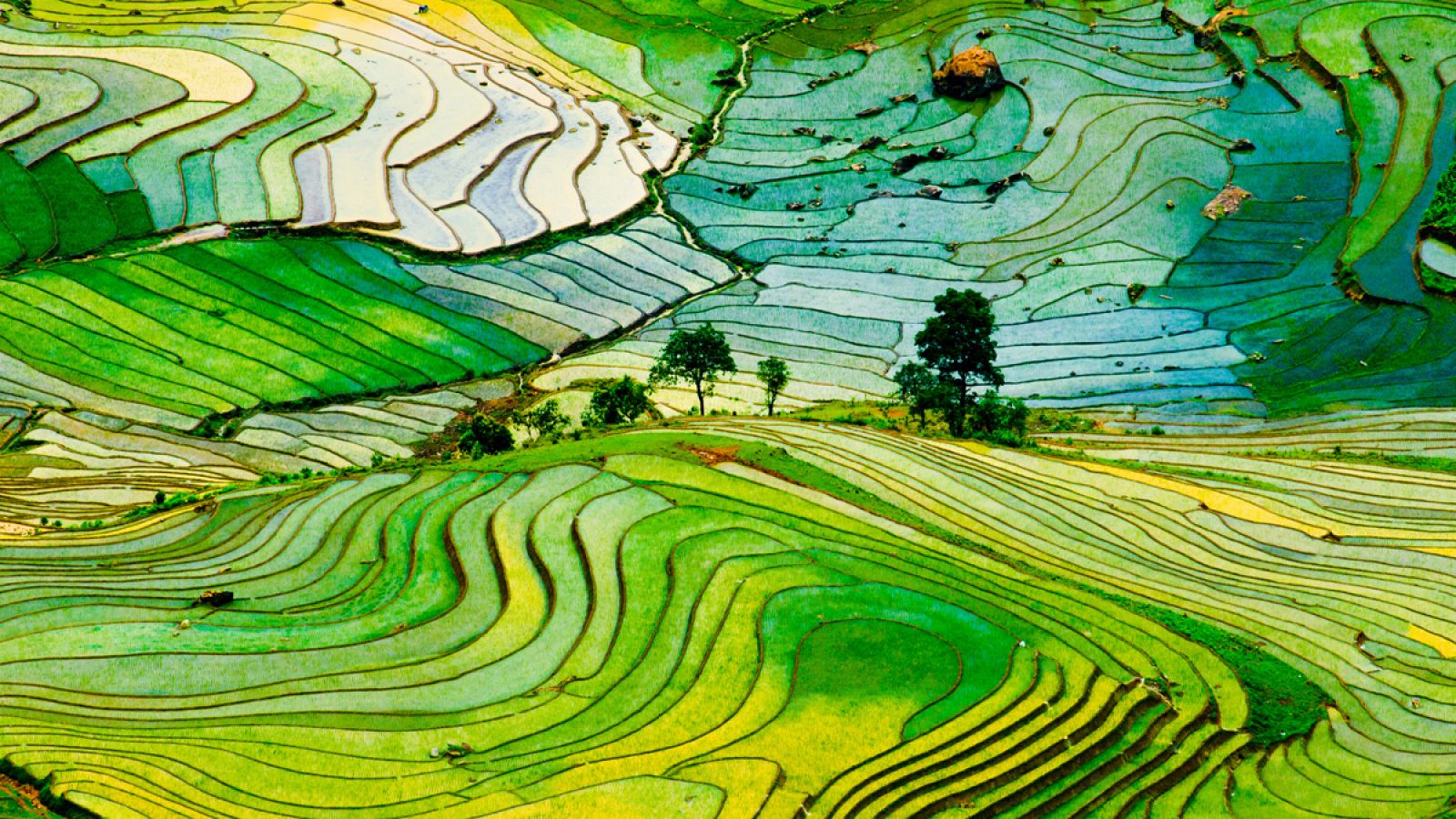 Cultivo terraplenado de arroz en Vietnam