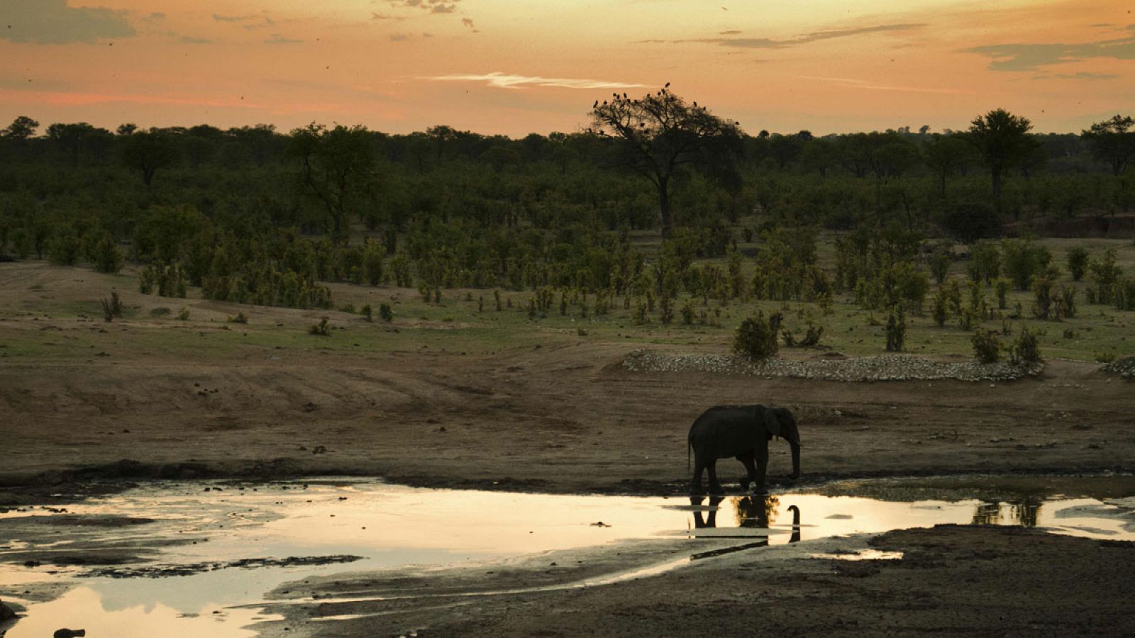 Imagen de 2012 de un elefante en el Parque Nacional Hwange, la reserva más grande de Zimbabue.