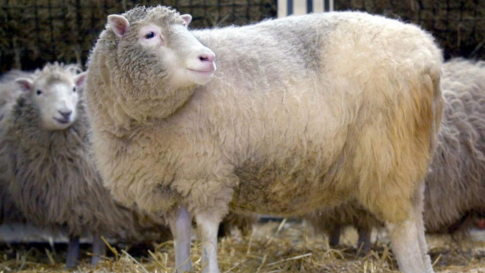 Imagen de archivo de la oveja Dolly, el primer mamífero clonado a partir de una célula adulta.
