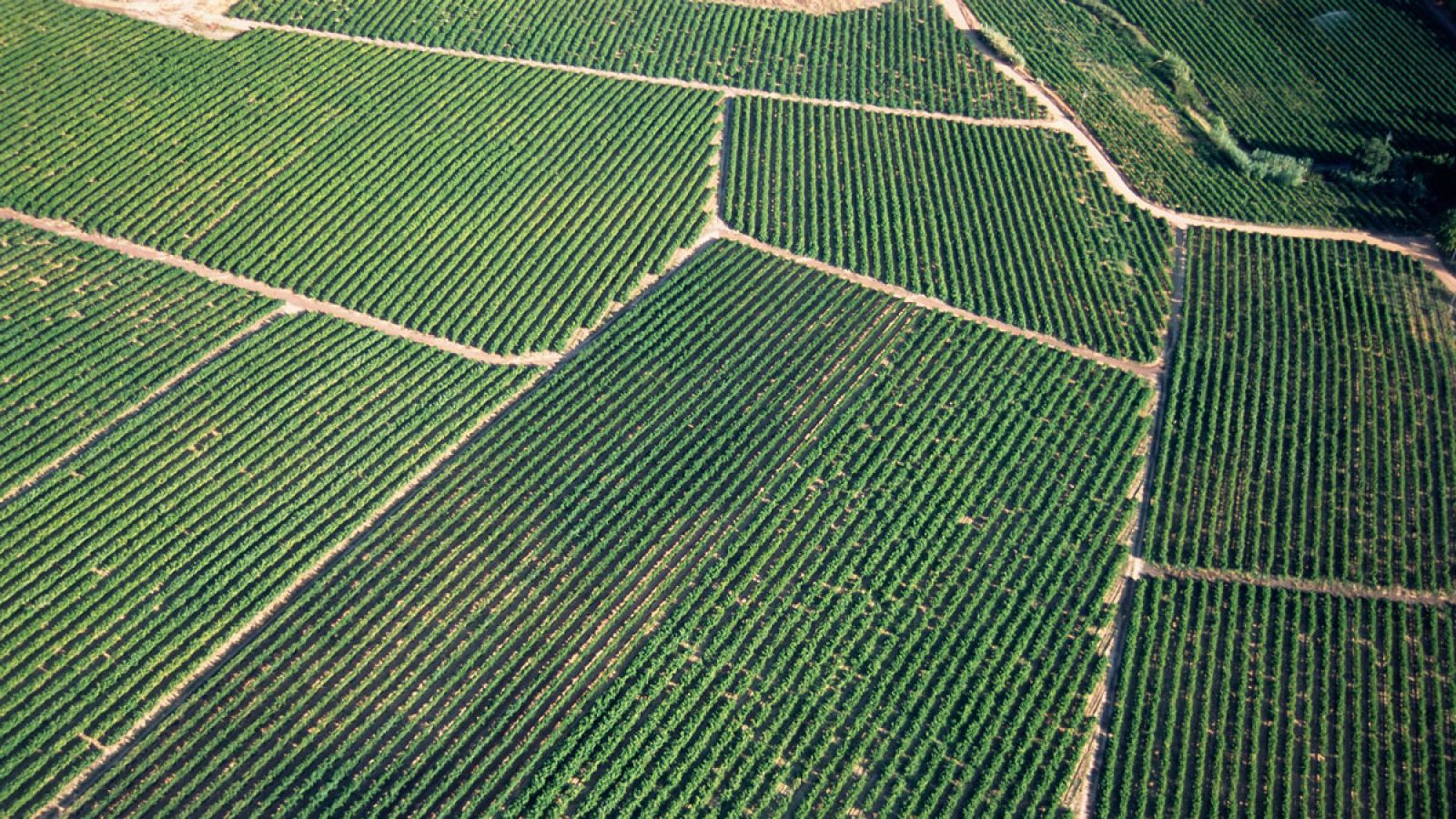 Vista aérea de unos campos de cultivo