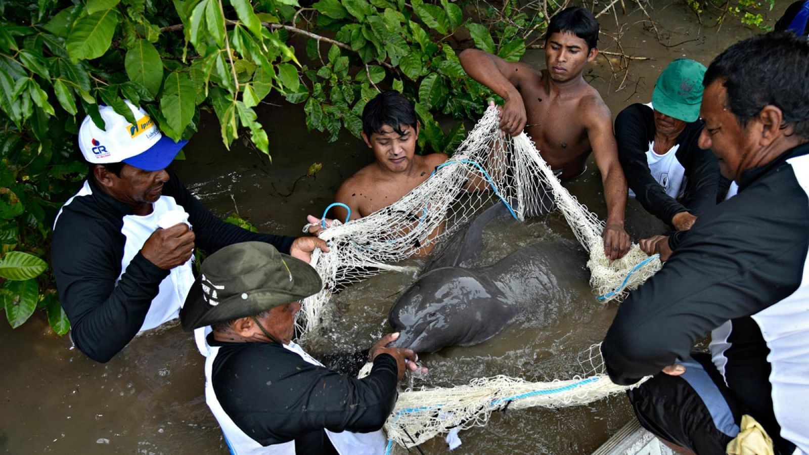 Poblaciones de delfines de los ríos amazónicos de Brasil, Colombia y Bolivia se han comenzado a seguir vía satélite.