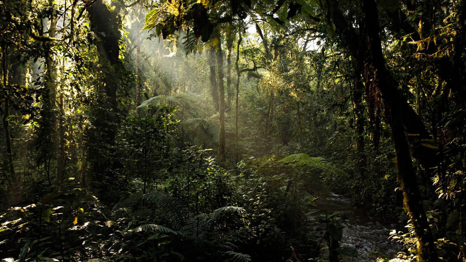 Imagen de un bosque de Uganda
