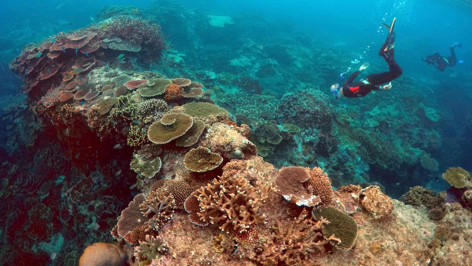 El blanqueamiento de corales es una respuesta al estrés causada por la exposición a las temperaturas oceánicas elevadas.