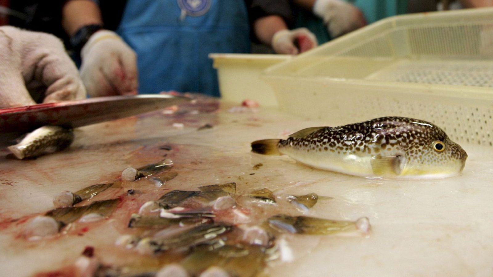 Los cocineros japoneses requieren un permiso especial para manipular el pez globo o fugu.