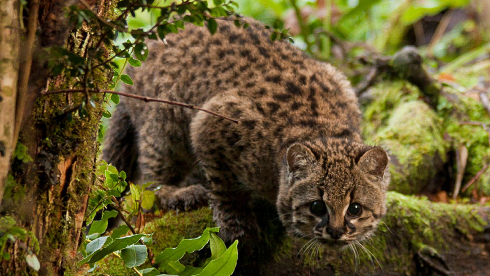 La especie Leopardus guigna está catalogada como 'vulnerable' en la lista roja de Unión Internacional para la Conservación de la Naturaleza (IUCN).