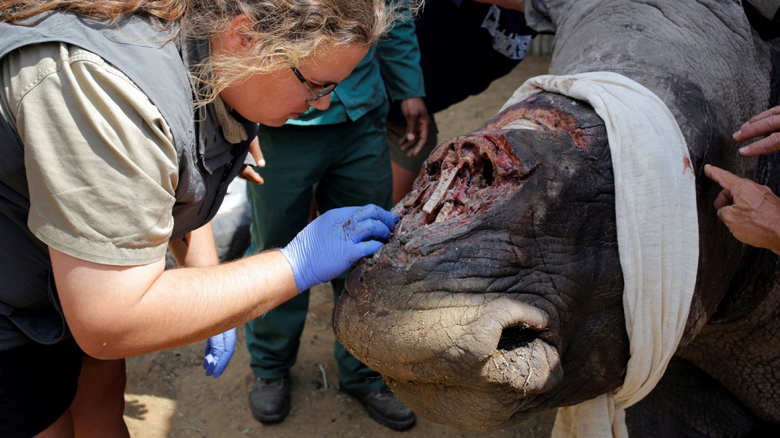 Imagen de archivo de un rinoceronte al que los furtivos han arrancado su cuerno, en Clocolan (Sudáfrica).