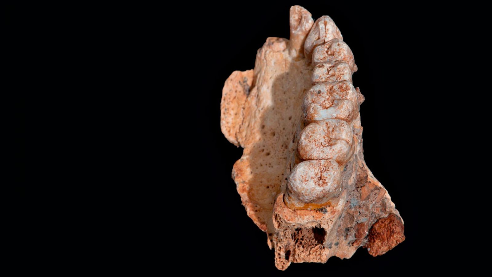 El maxilar de Misliya, que ha revelado que el 'Homo sapiens' salió de África antes de lo que se pensaba