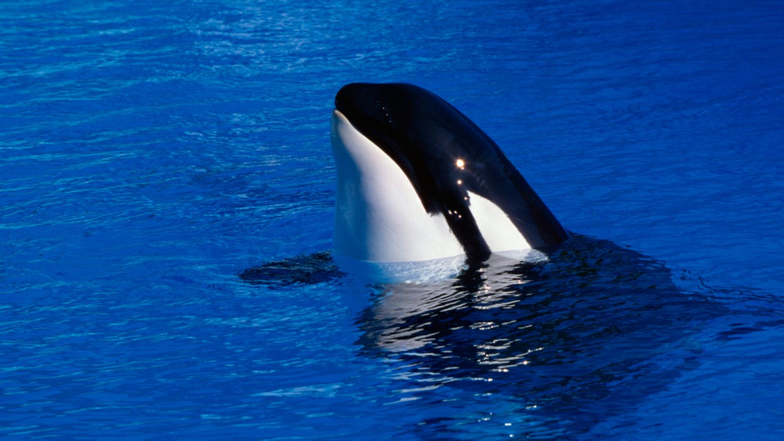 Las orcas figuran entre los pocos animales que pueden aprender a reproducir un sonido nuevo con tan solo oírlo, como delfines y belugas.