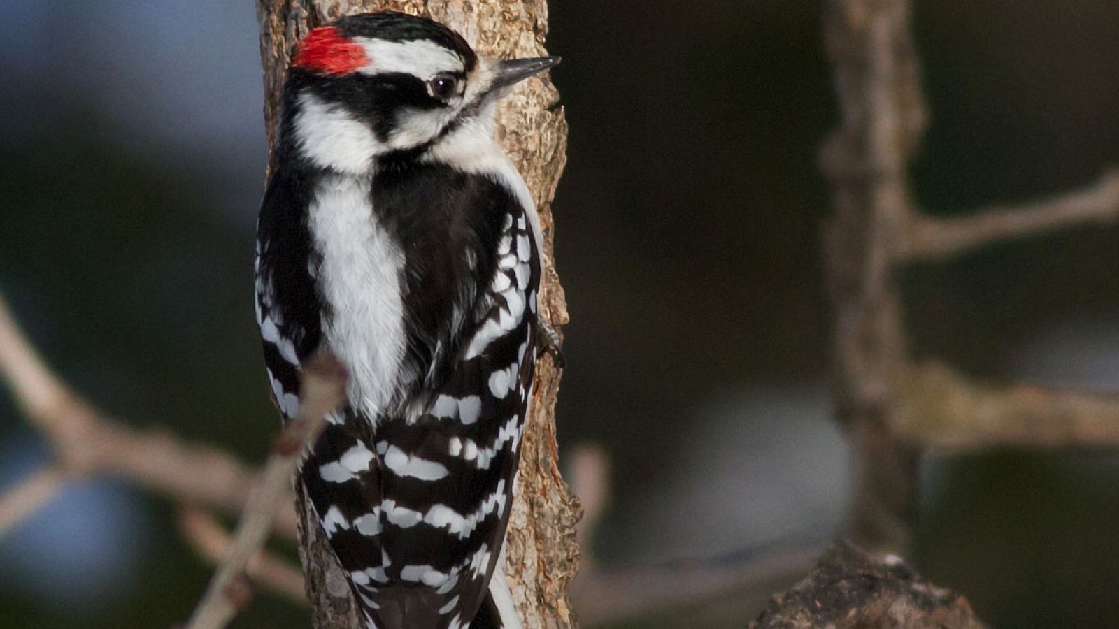 Un pájaro carpintero