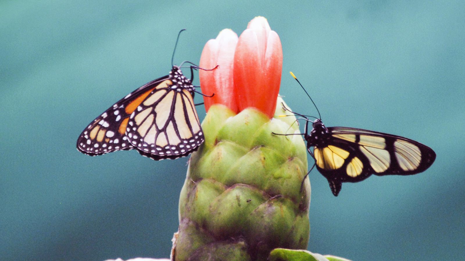 Dos mariposas que se alimentan de una flor en el mariposario de Palestina, en el norte de Perú