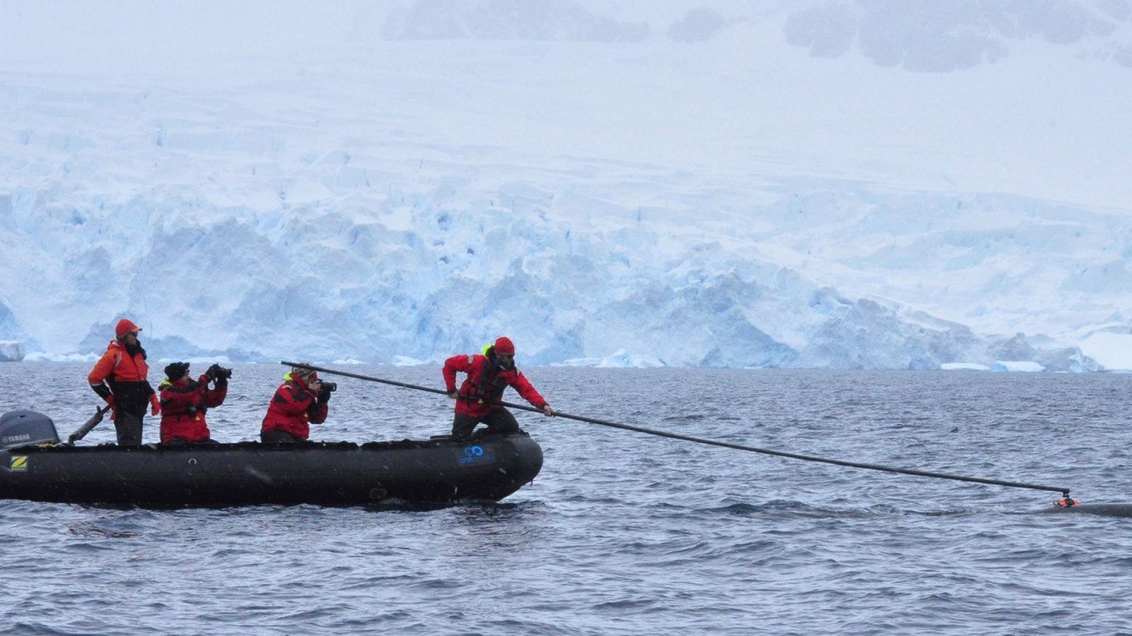 Investigadores australianos y estadounidenses estudian cetáceos en la Antártida