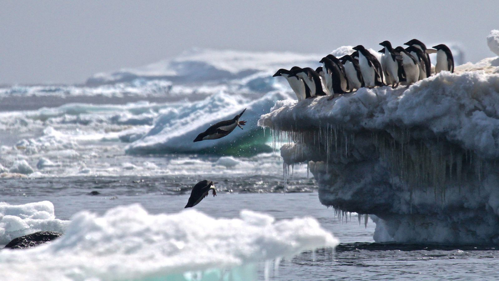 Un grupo de pingüinos Adelia, pertenecientes a la colonia descubierta, se lanza al agua.