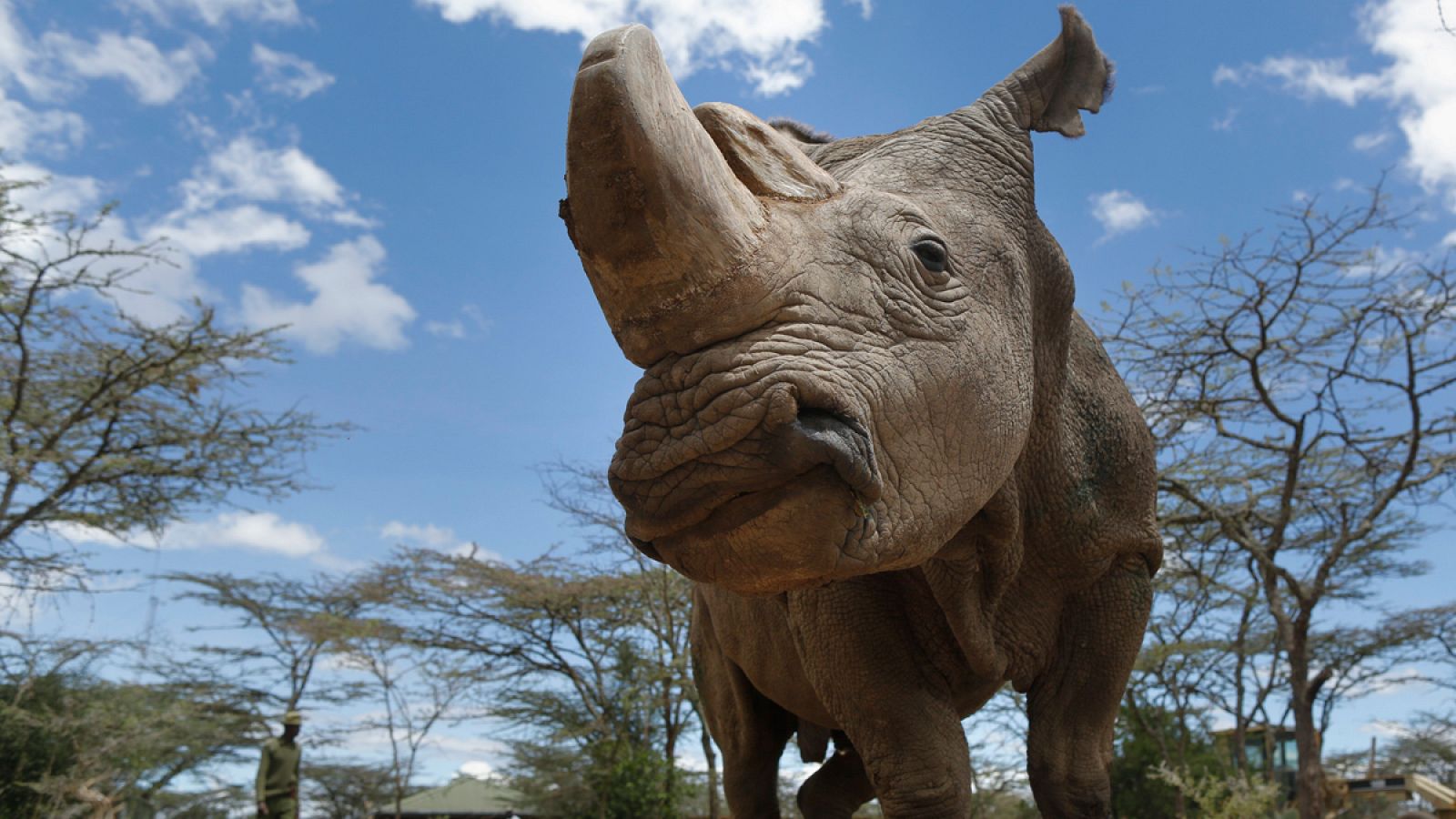 Fotografía de archivo de Sudán, en el Centro de Conservación Ol Pejeta (Kenia).