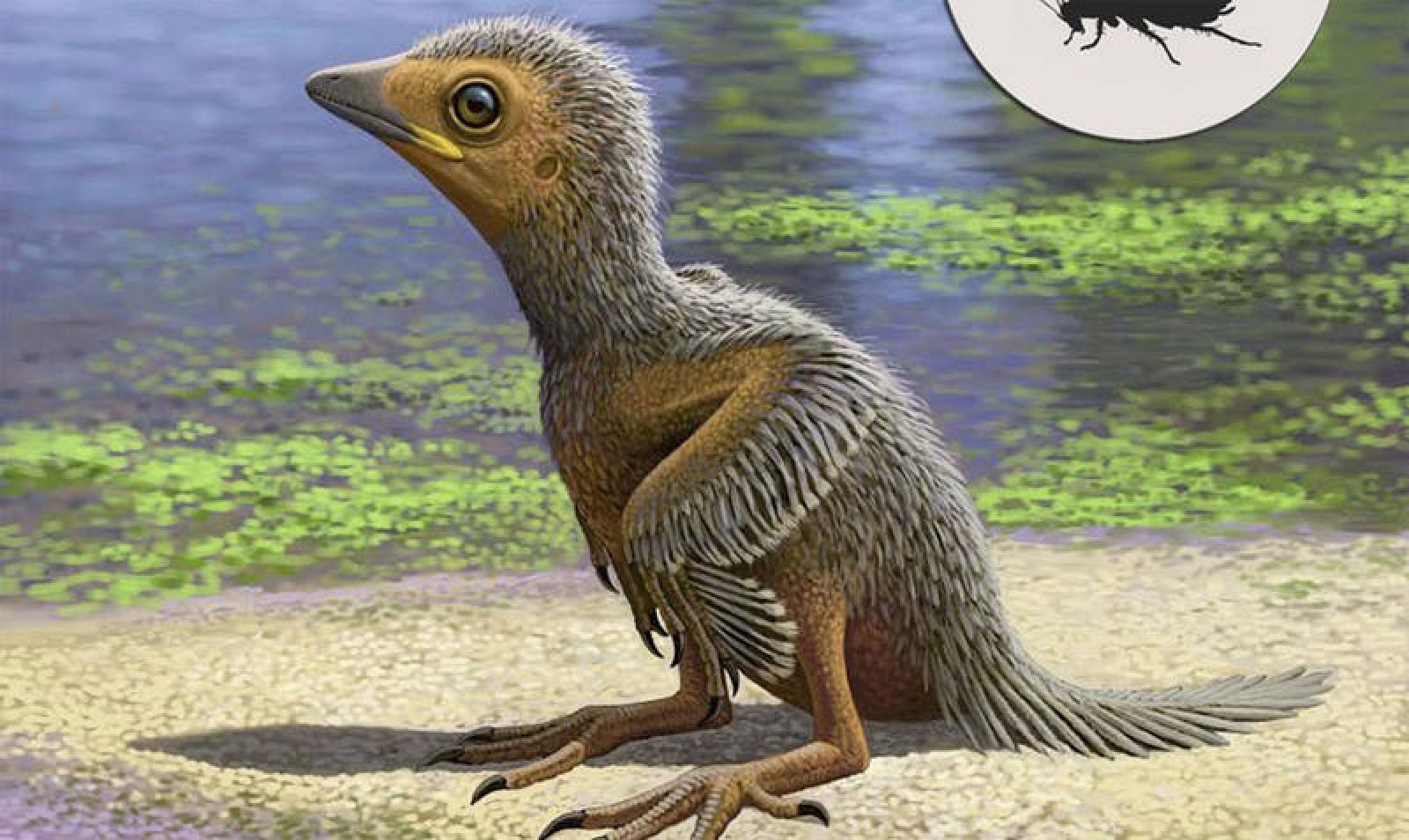 Representación del pollito prehistórico del grupo Enantiornithe.