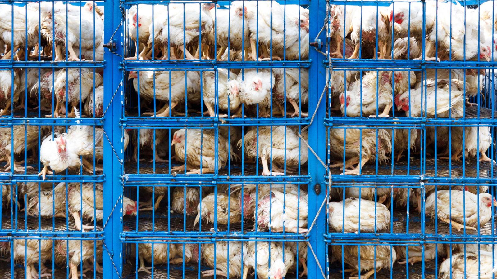 Imagen de archivo de jaulas con pollos transportados hacia un matadero.