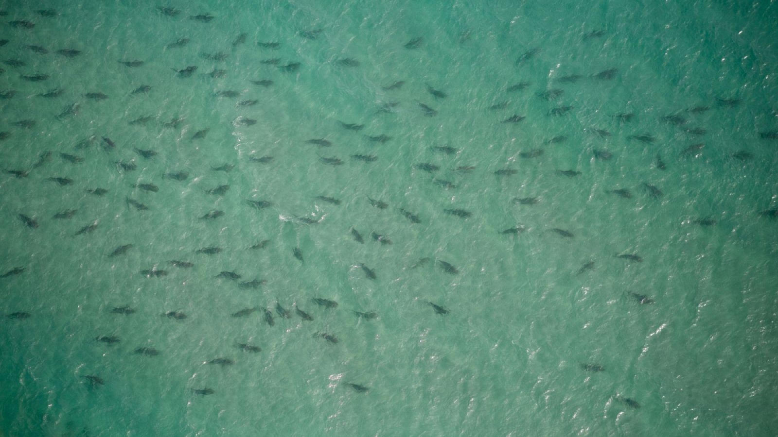 Los científicos han contabilizado manualmente unos 100.000 tiburones en las costas de Florida.