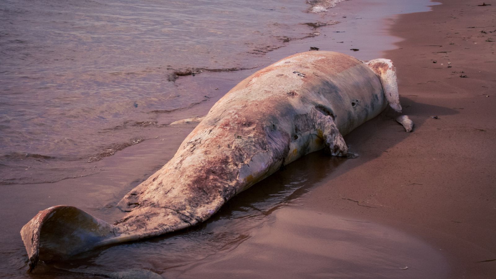 Imagen de archivo de una ballena muerta en una playa.