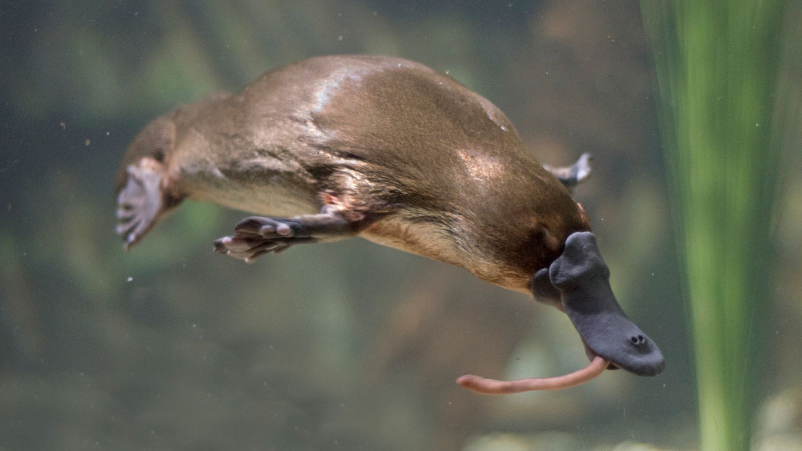 El ornitorrinco, endémico de Australia, es el único mamífero que pone huevos.