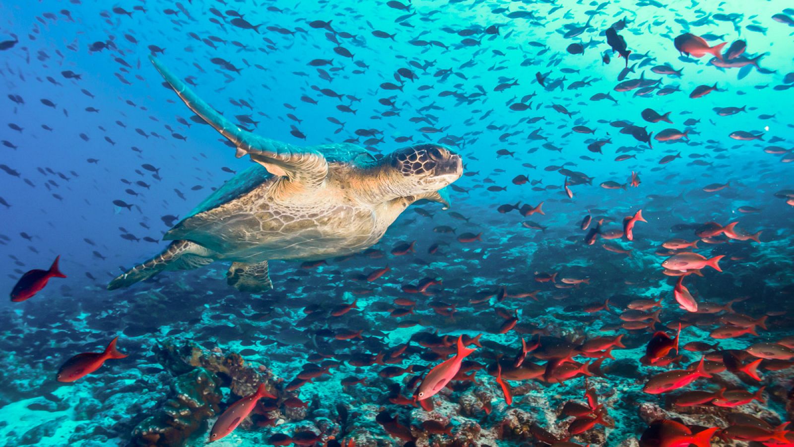 Ecosistema marino en las islas Galápagos