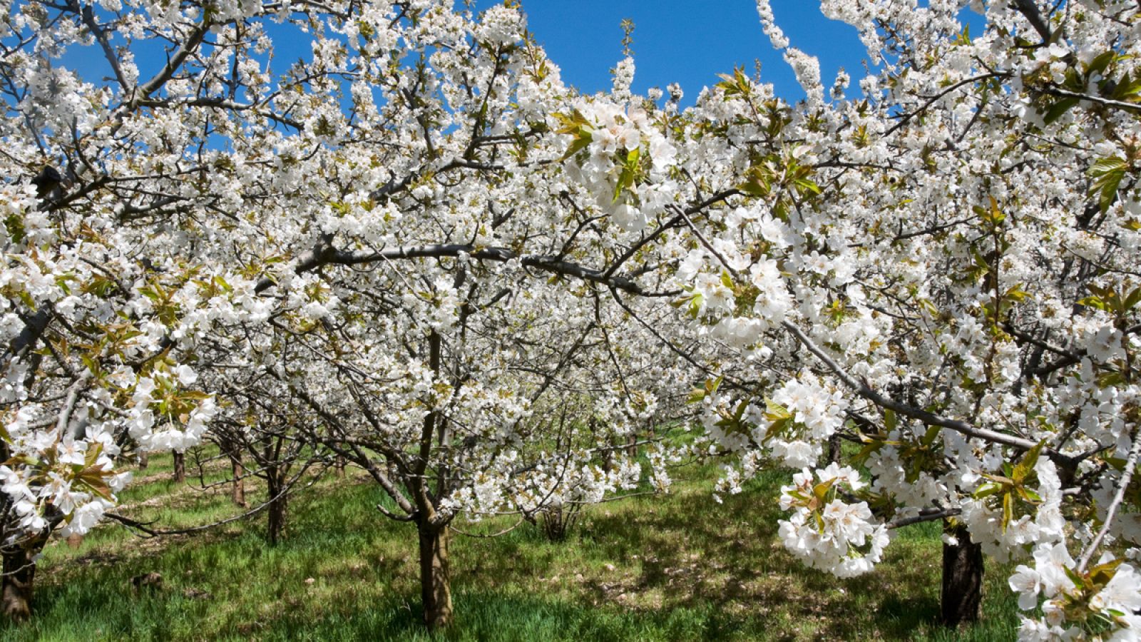 Imagen de archivo de cerezos en flor, en el Valle del Jerte.