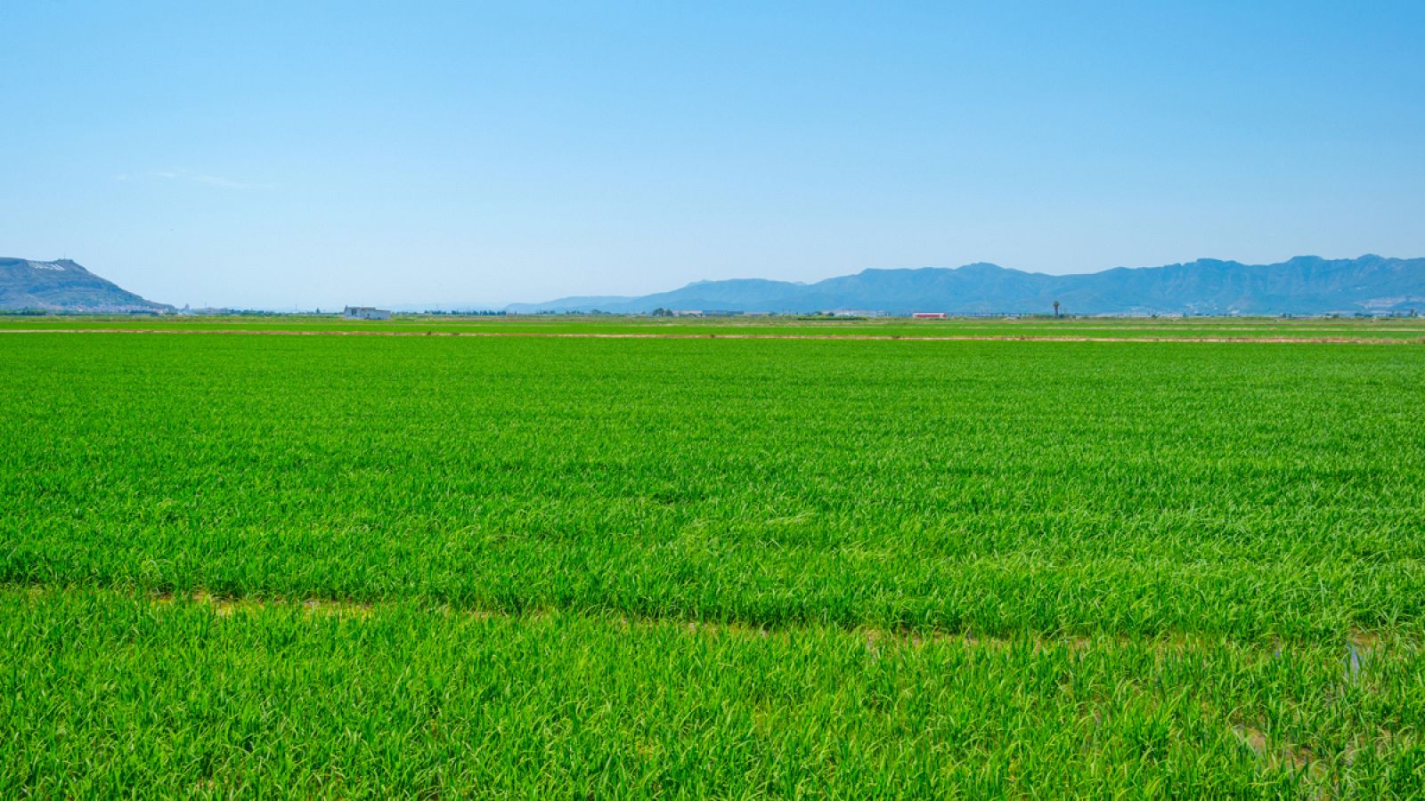 Campos de arroz en Valencia