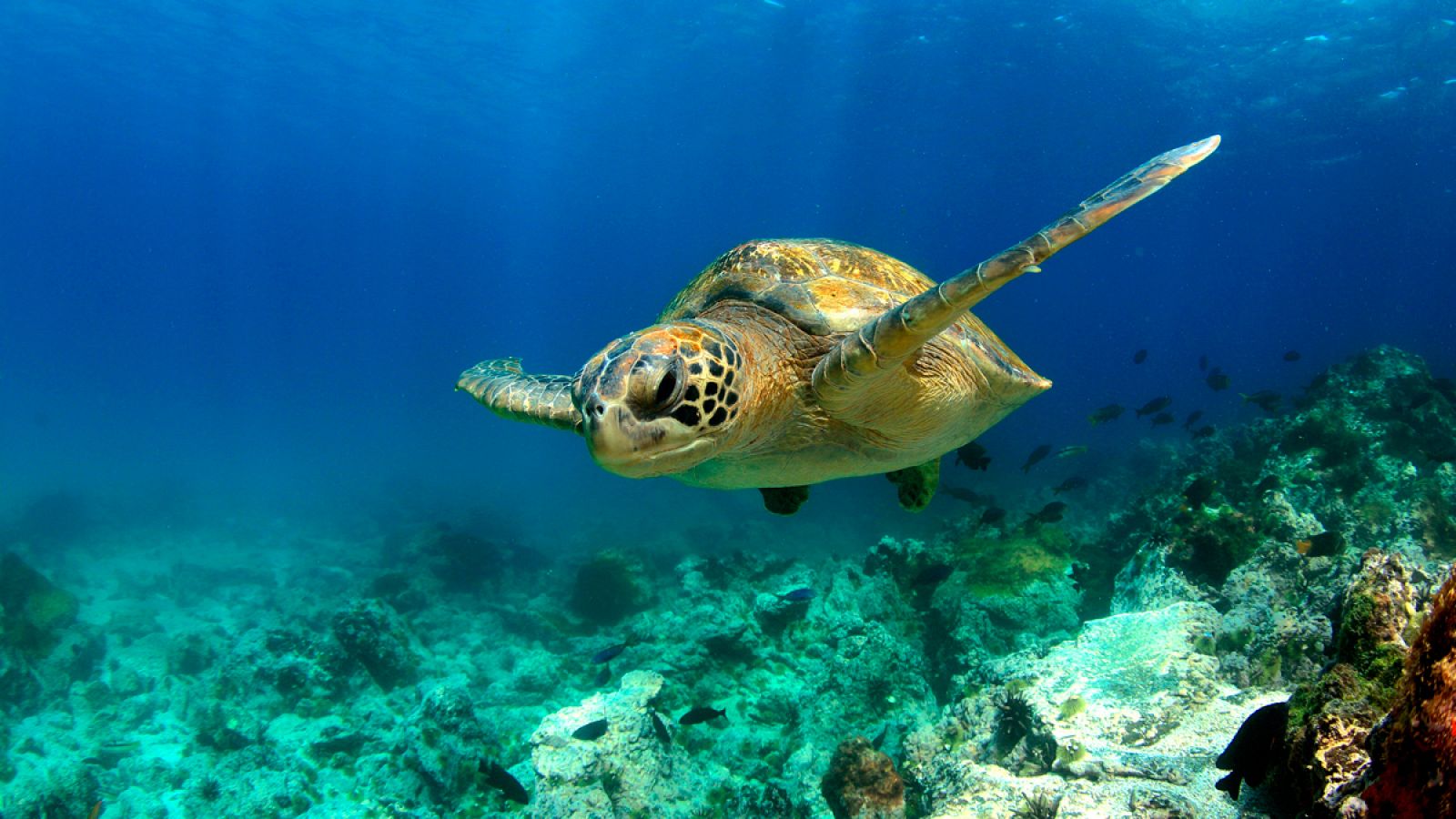 Imagen de archivo de una tortuga verde (Chelonia mydas).