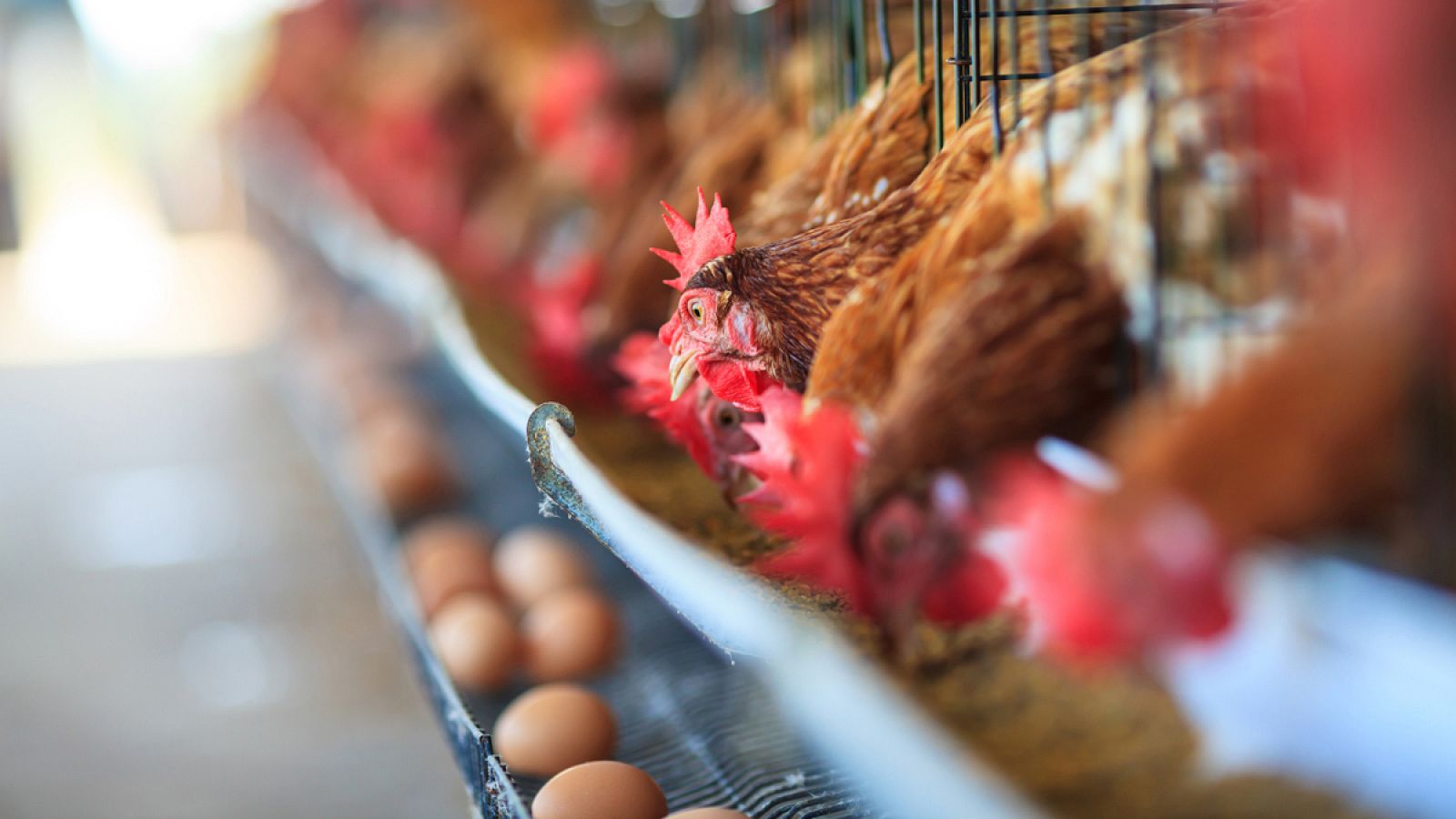 España cuenta con 1.260 granjas y una media de 67.700 gallinas cada una.