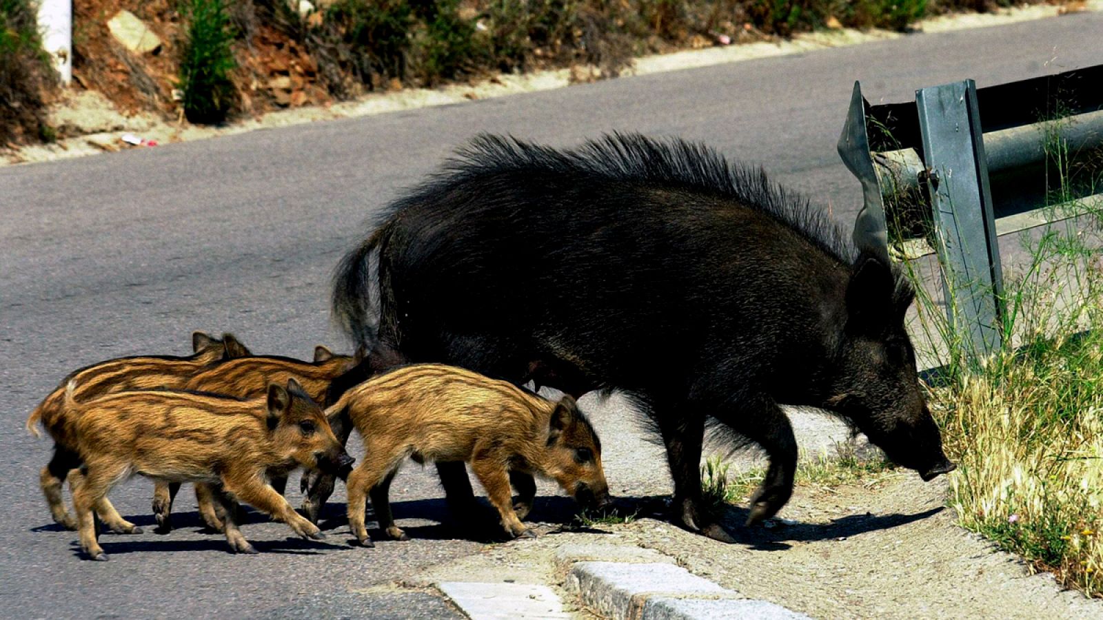 En la Ciudad Condal es cada vez más común la imagen de piaras de jabalíes por las calles.