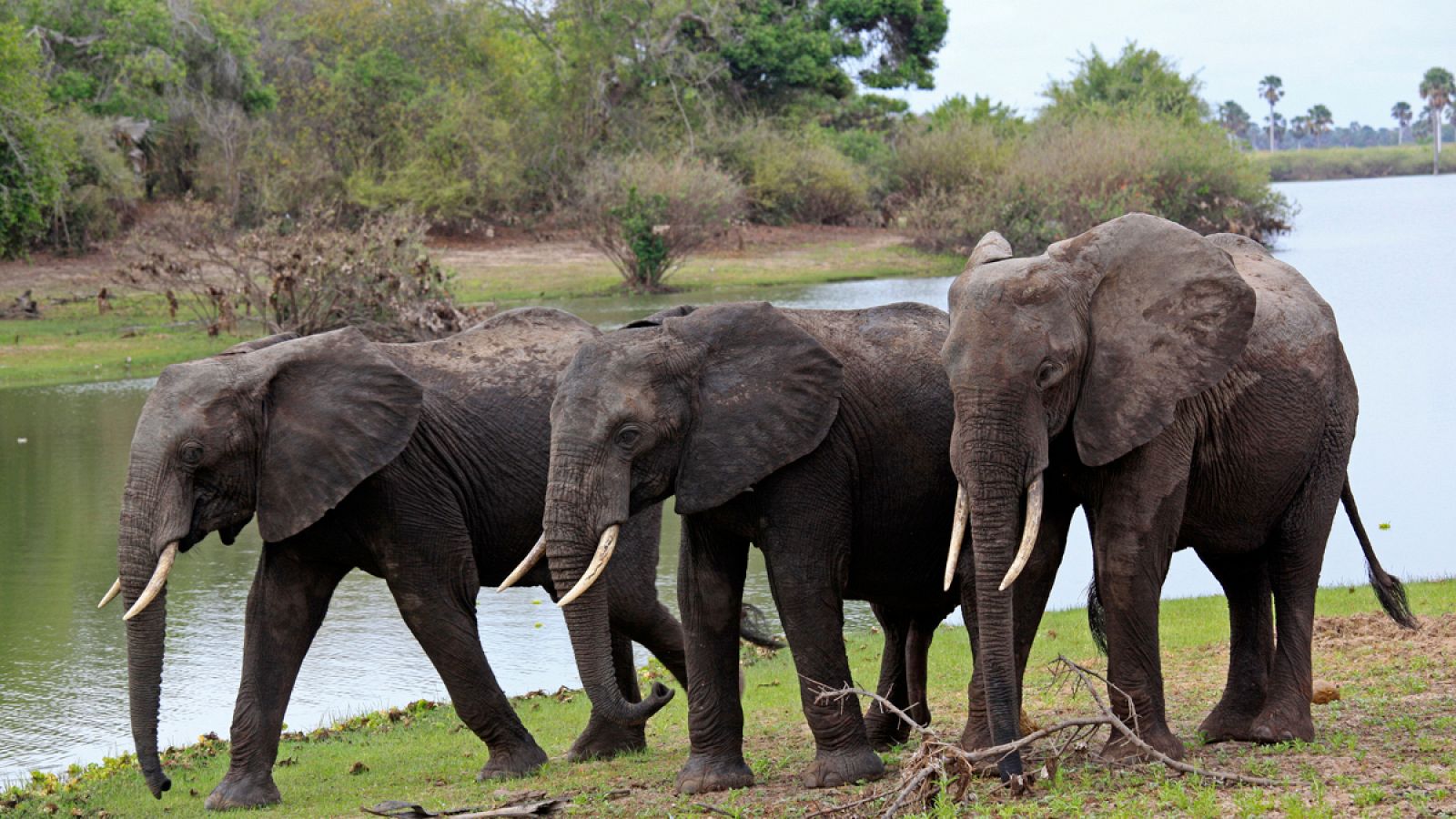 Tres elefantes caminan junto a un río en el parque nacional de Selous, en Tanzania.