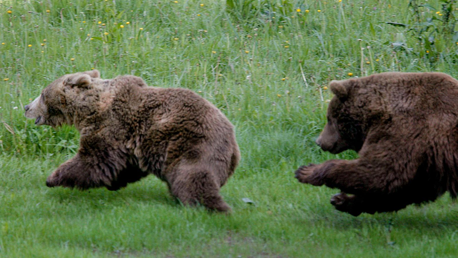 Imagen de archivo de dos ejemplares de la especie de oso cantábrico.