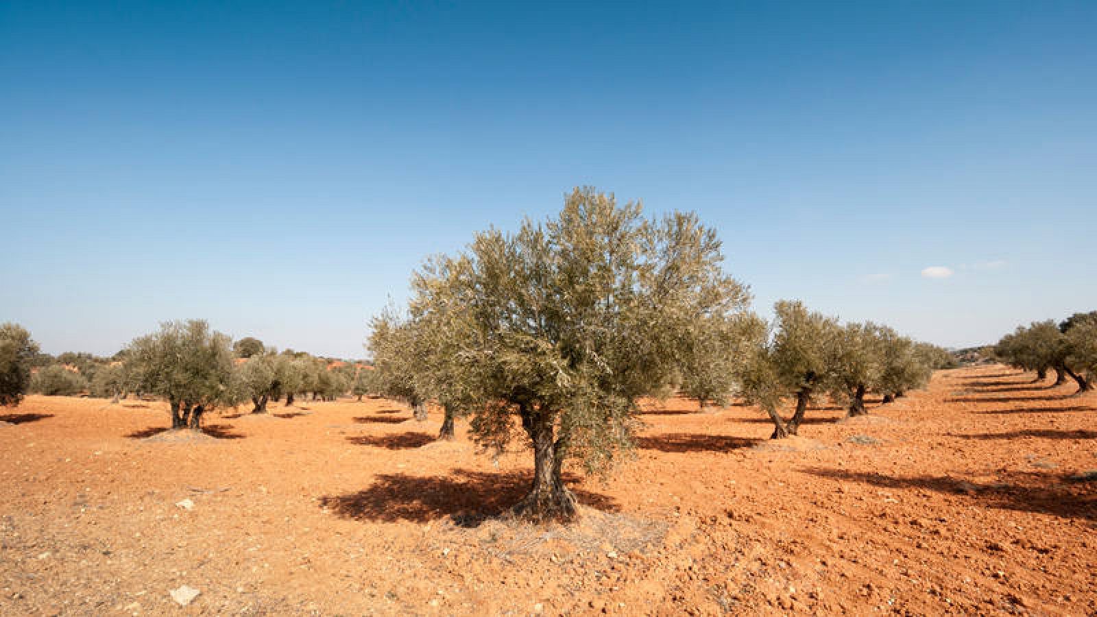 La Xylella fastidiosa puede causar graves daños en cultivos como olivo, vid, frutales de hueso, cítricos, almendros y numerosas especies ornamentales.
