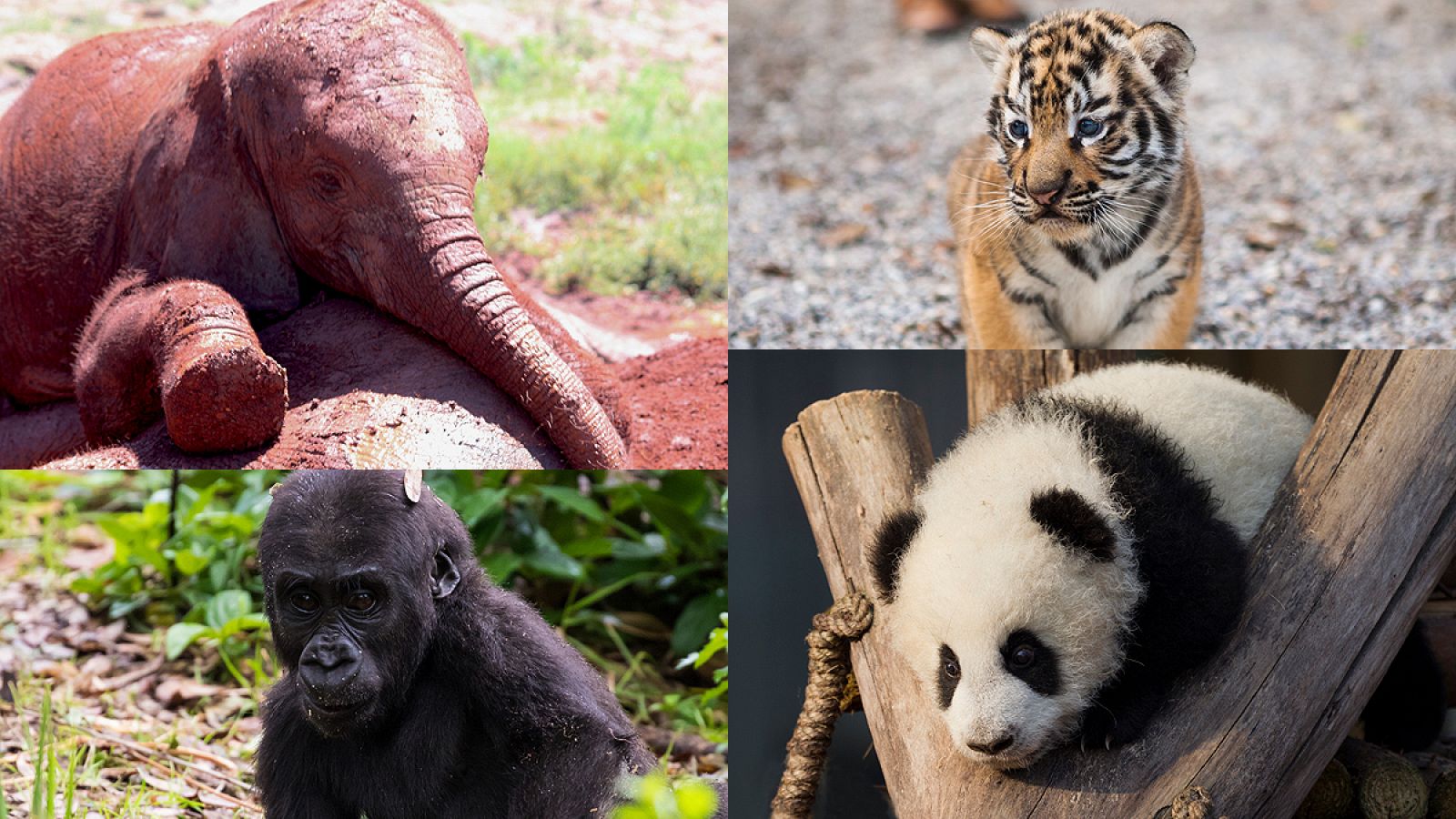 Cachorros de elefante, tigre, gorila y oso panda.