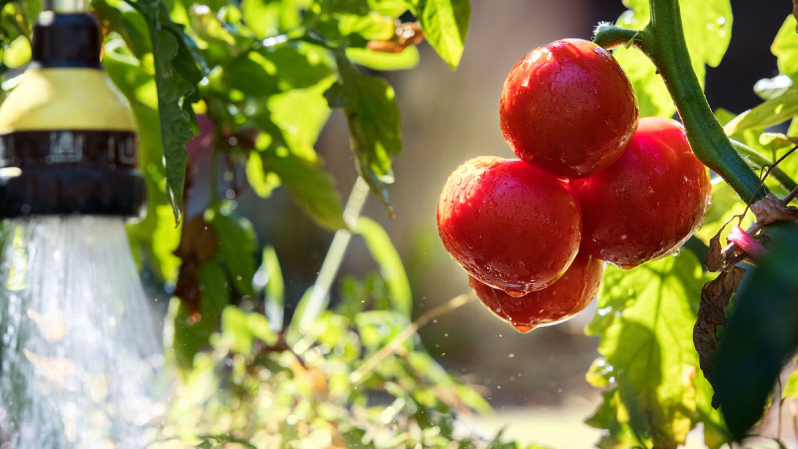 Un estudio científico ha comprobado las bondades del riego deficitario controlado de los tomates.