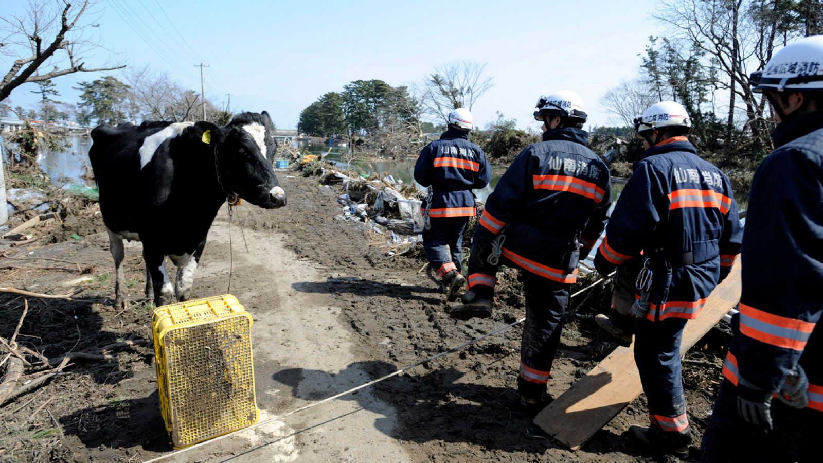 Los bomberos observan una vaca que sobrevivió el tsunami en la localidad de Sendai, Japón, en marzo de 2011.