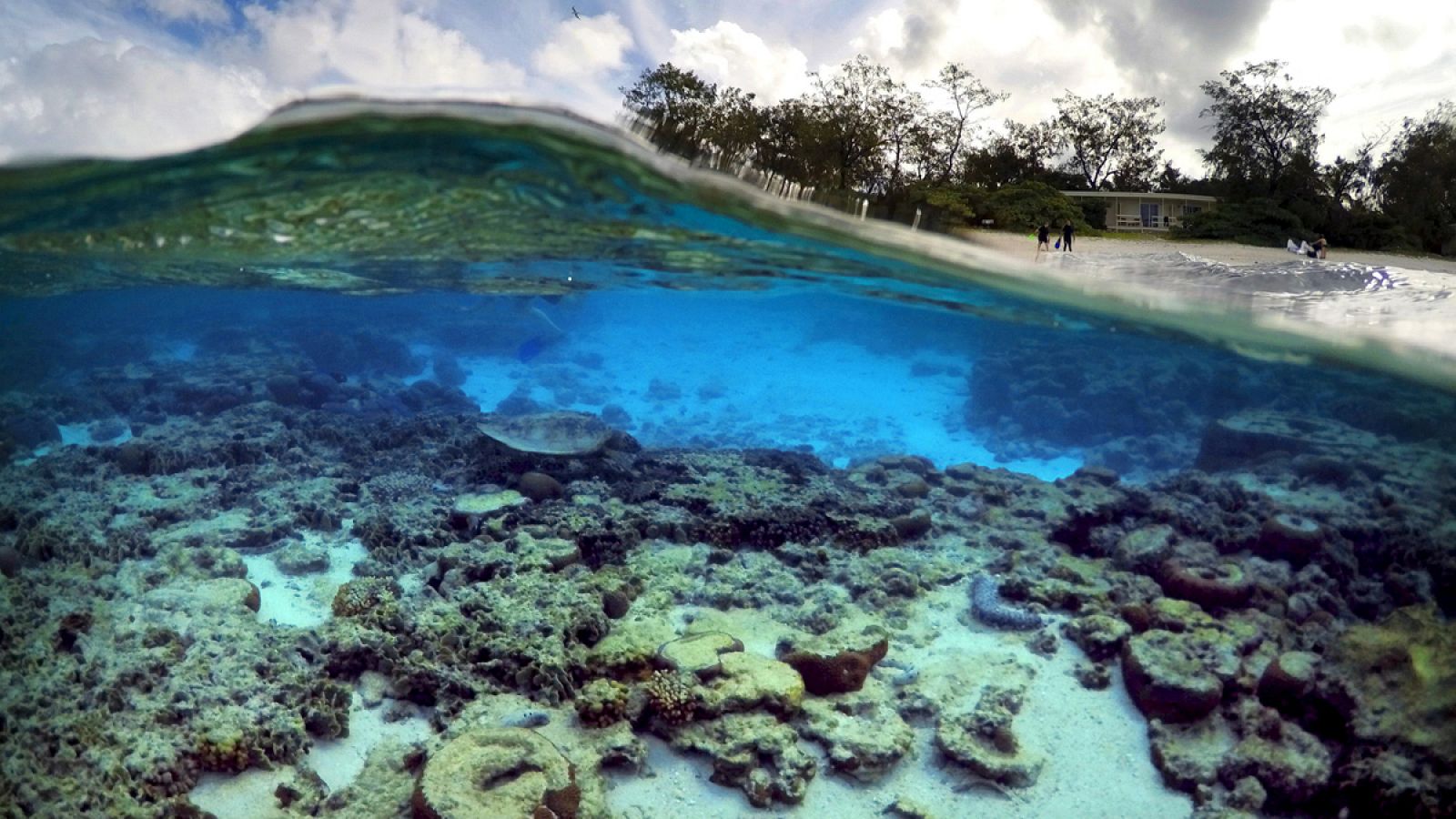 Imagen de un arrecife de coral en Bundaberg, Queensland, Australia.